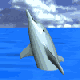 dolphin