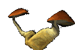 shroom